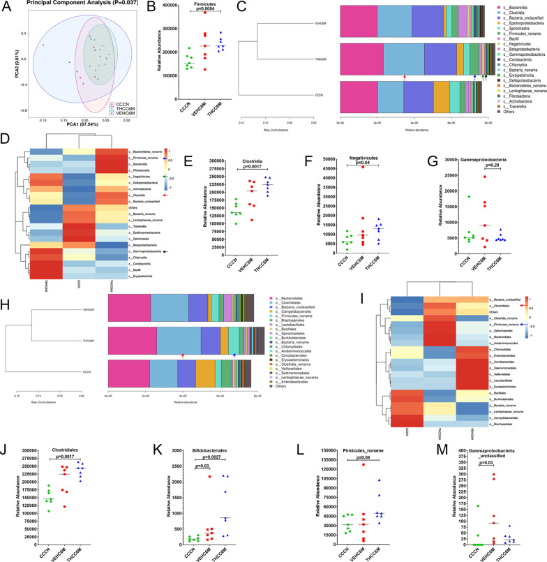 THC administration significantly increased relative abundance of Firmicutes, Clostridia, Clostridiales in colon of SIV-infected RMs. The Beta-diversity (PCA) (A), taxonomy cluster (C, H) and heat map (D, I) of top 21 colon bacterial class (C, D) and bacterial order (H, I) before and at 6 MPI in VEH or THC-treated chronically SIV-infected RMs. Dot plots show relative abundance of phylum Firmicutes (B) and class Clostridia (E), Negativicutes (F), and Gammaproteobacteria (G) in colon of VEH/SIV and THC/SIV at 6 MPI compared to uninfected control RMs. Relative abundance of order Clostridiales (J), Bifidobacteriales (K), Firmicutes_noname (L), and Gammaproteobacteria_unclassifed (M) in colon of VEH/SIV and THC/SIV relative to uninfected control RMs. CCCN–uninfected controls, VEHC6M-–VEH/SIV 6 MPI, THCC6M-–THC/SIV 6 MPI, MPI–months post-SIV infection. A p-value of < 0.05 was considered significant