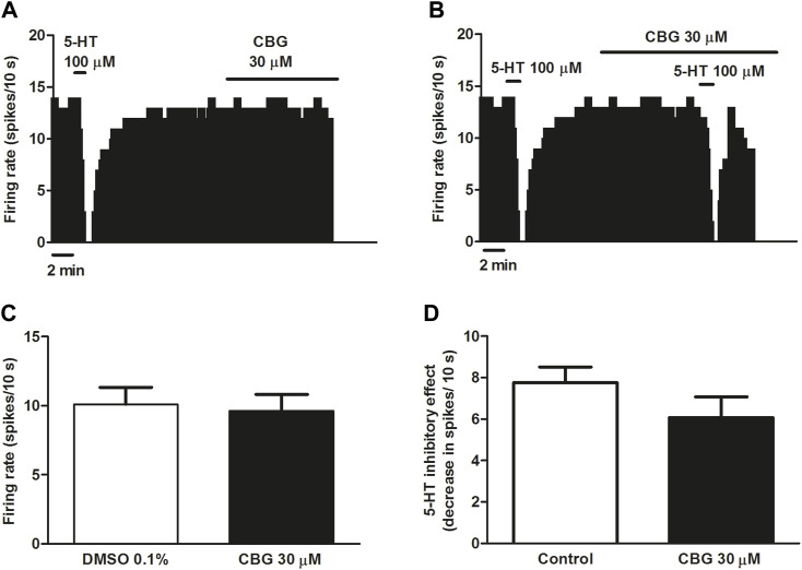 Effect of CBG on the firing rate of 5-HT cells and on 5-HT-induced inhibition of the firing activity of DRN 5-HT cells (A,B) Representative examples of firing rate recordings from DRN cells, which show the effect of CBG (30 μM) on the firing activity of 5-HT neurons (A) and the effect of CBG (30 μM) on 5-HT (100 μM)-induced inhibition (B). The vertical lines refer to the integrated firing rate values (spikes per 10 s) and the horizontal lines represent the time scale. Drugs were perfused at the concentration and for the time indicated by the horizontal bars. (C) Bar histograms showing the firing rate of 5-HT cells (mean ± SEM) before (n = 9) and after perfusion with CBG (30 μM) (n = 9). (D) Bar histograms showing the inhibitory effect (decrease in spikes/10 s; mean ± SEM) induced by 5-HT (100 µM) in the absence (n = 9) and the presence of CBG (30 μM) (n = 9).