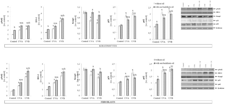 The expression of transcription factor phospho-Nrf2 (pSer40), its main target HO-1, and its inhibitor/activators-Keap1, p21, p62 in keratinocytes and fibroblasts after exposure to UVA (30 J/cm2 and 20 J/cm2) and UVB radiation (60 mJ/cm2 and 200 mJ/cm2, respectively) and sea buckthorn seeds oil (500 ng/mL) treatment. Mean values ± SD of five independent experiments are presented. x statistically significant differences vs. control group, p < 0.05; y statistically significant differences between UVA/UVB and oil treated groups vs. oil treated control group, p < 0.05; a statistically significant differences between UVA and oil treated group vs. UVA treated group, p < 0.05; b statistically significant differences between UVB and oil treated group vs. UVB treated group, p < 0.05.