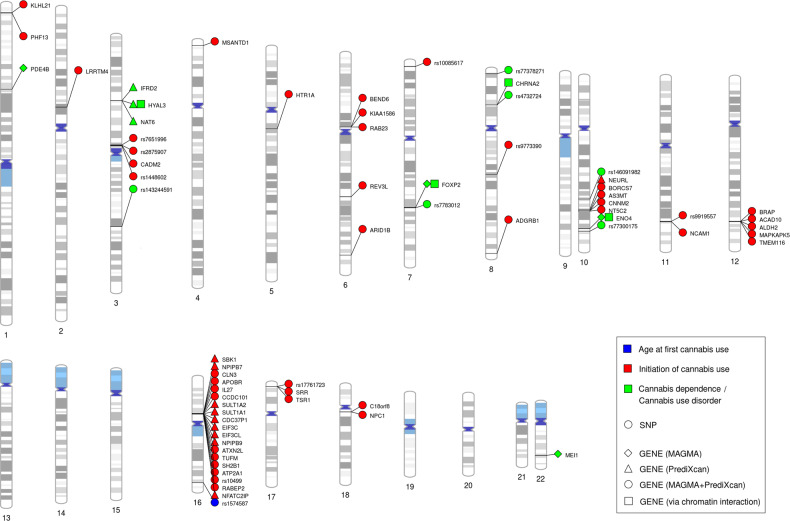 Genomic locations of the identified genome-wide significant SNPs and genes.Illustration of the genomic locations of the genome-wide significant SNPs and genes for cannabis use phenotypes as identified in genome-wide association studies.