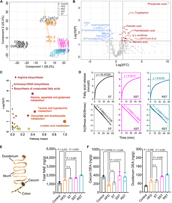 Alleviation of lipid metabolism and FAAH metabolites (NAE) in the intestine of DMS-treated mice. (A) PLS-DA plot based on the intestinal metabolite profiles of different groups (n = 6). (B) Volcano plot showing the Log2FC of significantly changed metabolites with DMS treatment (HFD/RST) (n = 6). (C) Metabolic pathway analysis organized by pathway enrichment analysis (P values) and pathway topology analysis (pathway impact). (D) DMS decreases fatty acid release rate and release rate constant during in vitro digestion. (E and F) Changes in the total N-acylethanolamine (NAE) level (E) and OEA levels in the cecum and duodenum (F). Significant differences among 3 or more mean values were determined by one-way ANOVA with Tukey’s multiple comparisons test.