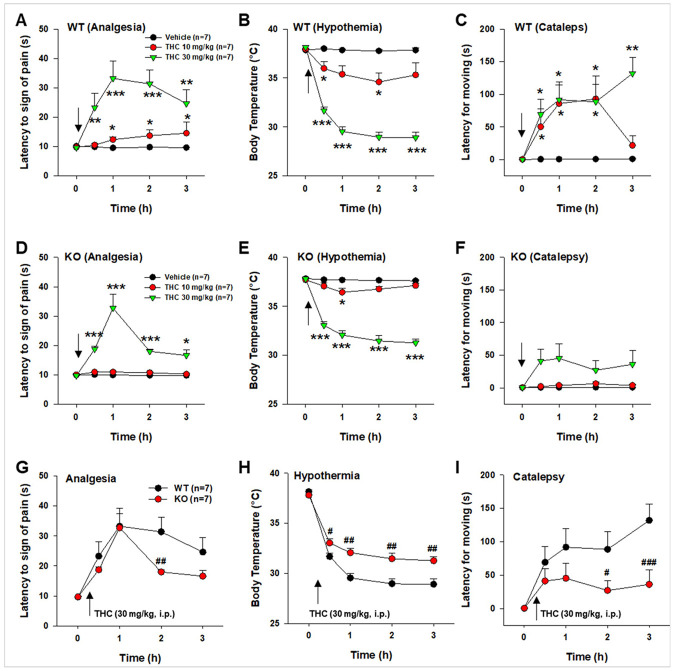 Behavioral and functional responses to Δ9-THC in WT and CB2-KO-eGFP mice. (A–C) Systemic Δ9-THC administration (10, 30 mg/kg, i.p.) produced dose-dependent effects on (A) hot-plate analgesia, (B) hypothermia, and (C) catalepsy in WT mice. (D–F) Systemic Δ9-THC also produced dose-dependent (D) analgesia, (E) hypothermia, and (F) catalepsy in CB2-KO-eGFP mice. (G–I) Comparison of the effects of 30 mg/kg Δ9-THC on (G) analgesia, (H) hypothermia, and (I) catalepsy between genotypes, showing significantly reduced responses in CB2-KO-eGFP mice compared to WT controls. *p<0.05, **p<0.01, ***p<0.001 compared to baseline before Δ9-THC injection; #p<0.05, ##p<0.01; ###p<0.001 compared to WT group. (See Suppl. Fig. 4)