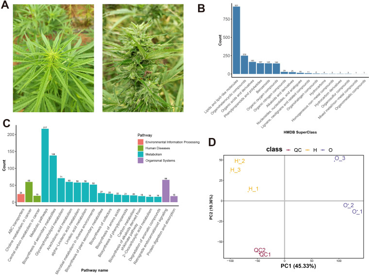 A composite image containing four panels: A. Two close-upphotos of a cannabis plant, highlighting green leaves and a flowering bud. B. Bar chart titled “HMDB SuperClass” showing lipids, organic acids, and other chemical classes with counts ranging from 1 to 921. C. Bar chart displaying pathways in categories like metabolism and organismal systems, with counts ranging from 16 to 217 for each pathway. D. Principal component analysis (PCA) plot with three classes (QC, H, O) showing clusters along two axes labeled PC1 (45.33%) and PC2 (10.36%).