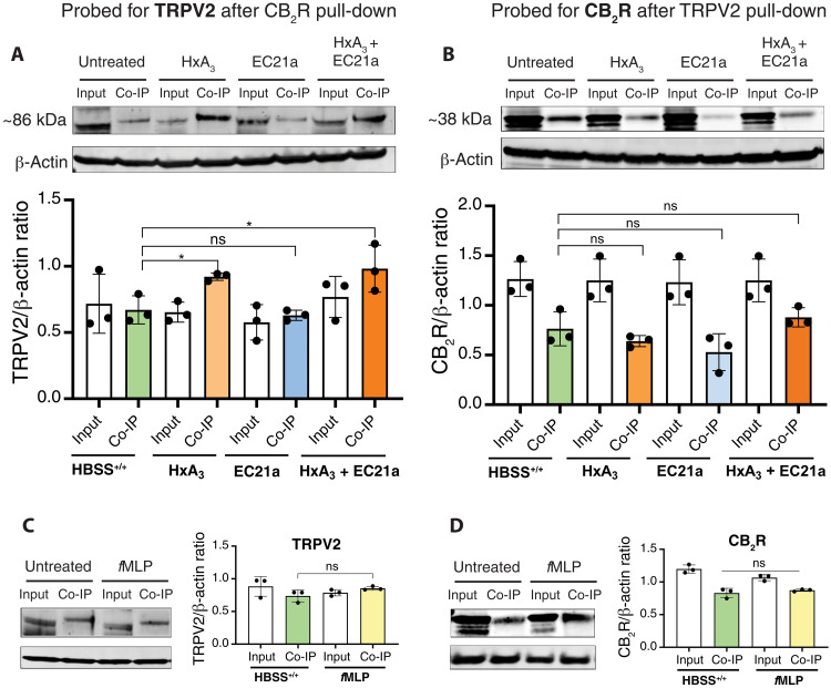 TRPV2 and CB2R physically interact, with these associations affected by HxA3 and CB2R activation.Representative Western blots of coimmunoprecipitation (Co-IP) analyses are shown where (A) a pull-down of CB2R was probed for the presence TRPV2 or (B) a pull-down of TRPV2 was probed for the presence of CB2R. Densitometry for three independent experiments are also shown below Western blots. Before coimmunoprecipitation, dHL-60 cells were exposed for 30 min to control buffer (HBSS+/+), 285 nM HxA3, 200 nM of the positive allosteric CB2R modulator EC21a, or both HxA3 and EC21a, as well as 100 nM fMLP as control (C and D). We observe an alternate molecular weight form of TRPV2 in coimmunoprecipitation as the predominant band. Representative Western blots and averaged band densities as means ± SEM for at least three independent experiments (n = 3). Statistical analysis performed by one-way ANOVA with Bonferroni correction for multiple comparisons. *P < 0.05; ns, P > 0.05.