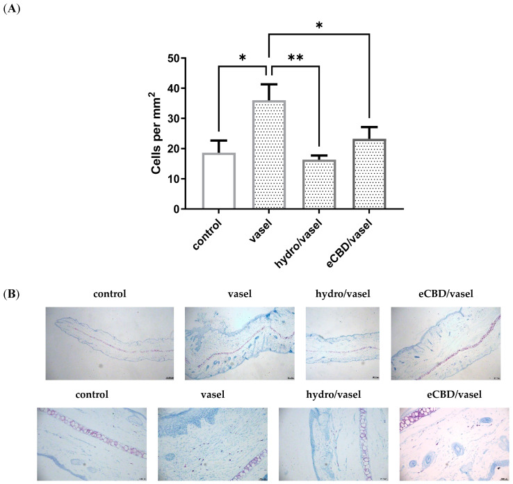 The effect of high-cannabidiol Cannabis sativa L. extract (eCBD) ointment on mast cell number in DNCB-induced dermatitis. (A) The effect of the topical application of a Cannabis sativa L. extract ointment containing 2% cannabidiol (eCBD/vasel) on mast cell number was compared to that of hydrocortisone 1% (hydro/vasel), or vehicle–Vaseline (vasel). The 2,4-dinitrochlorobenzene (DNCB) solution was administered 9 times over a period of 3 weeks, and the tested ointments, which contained 2% cannabidiol (eCBD/vasel), hydrocortisone 1% (hydro/vasel), or vehicle–Vaseline (vasel), respectively, were applied beginning on day 11. Repeated application of DNCB resulted in a significant increase in the mast cell number in inflamed skin, which was treated with Vaseline. Treatment with the ointment containing eCBD, as well as with ointment containing hydrocortisone, decreased mast cell infiltration in the rat skin compared to treatment with Vaseline. The control group consisted of animals without inflammation. In the graphs, the bars filled in with the gray pattern correspond to groups sensitized with DNCB. The results are presented as mean ± SEM (n = 3–4). * p < 0.05; ** p < 0.01. (B) Toluidine blue staining of 5 μm paraffin-embedded sections from the skin of the rat’s ear. Representative images; final magnifications were 40× (upper panel) and 200× (lower panel).
