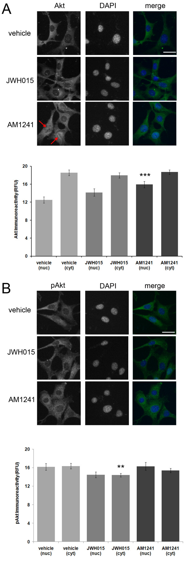 The CB2 agonist AM1241, but not JWH-015, increases nuclear Akt immunoreactivity. (A), Treatment of HT22 cells with the CB2 agonist JWH-015 had no effect on nuclear Akt immunoreactivity. Treatment with AM1241, however, led to an increase in nuclear Akt immunoreactivity (red arrows). (B), Treatment of HT22 cells with the CB2 agonists JWH-015 and AM1241 had no effect on nuclear or cytosolic pAkt immunoreactivity. In fact, JWH-015 led to a reduction in pAkt immunoreactivity. For the Akt study, n equals 61, 56 and 59 cells for vehicle, JWH-015 and AM-1241 treatments, respectively. For the pAkt study, n equals 80, 91 and 64 cells for vehicle, JWH-015 and AM-1241 treatments, respectively. A P-value of < 0.01 and ≤ 0.001 is indicated by ** and ***, respectively, as determined by a two-sample t-test. The white scale bar is 25 μm.