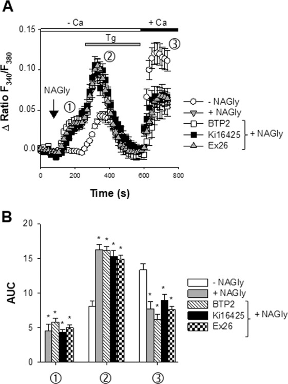 Ex26 and Ki16425 do not reverse the NAGly-induced depression of SOCE. Panel A shows Fura-2 responses (Δ ratio F340/F380) as a function of time before, during the transient application of 200 nM thapsigargin (Tg, horizontal gray bar) to cells kept in a nominally Ca2+-free medium (depletion of ER Ca2+ stores, phase ➁), and after the readmission of 2 mM external Ca2+ (horizontal black bar) (SOCE, phase ➂). Open circles: control conditions (without NAGly) (n = 7). When indicated, 10 µM NAGly was added (vertical arrow) prior to thapsigargin. This elevated the Fura-2 fluorescence (phase ➀) (black triangles, n = 6). Similar experiments were conducted in the presence of NAGly + 10 µM Ki16425 (gray squares, n = 5), NAGly + 10 µM Ex26 (open triangles, n = 4), and NAGly + 1 µM BTP2 (symbol, n = 3). As in Fig. 3, Ki16425 (or Ex26) and BTP2 were added 4–7 and 11–12 min before time 0 and remained present throughout the recordings. One time point out of 3 is shown. Mean ± SEM. Panel B: Area under curve (AUC) measurements of Fura-2 signals under the different conditions tested. Three phases were considered: Ca2+ signals prior to the addition of thapsigargin (phase ➀), the thapsigargin-induced Ca2+ release (phase ➁) and SOCE (phase ➂). *p < 0.05 vs NAGly-untreated cells, one-way ANOVA followed by a Bonferroni’s post hoc test.