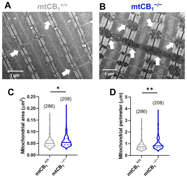 Mitochondrial morphology is significantly altered in TA muscles of mtCB1−/− mice. Morphological analysis of the individual mitochondria was performed using TEM. Representative electron micrographs of myofibrils from longitudinal sections obtained on TA muscle samples from mtCB1+/+ (A) and mtCB1−/− (B) illustrate drastically altered mitochondrial morphology. The white arrows point to mitochondria that are placed at the I band next to triads, always on the side closer to the Z line. Mitochondrial area (C) and perimeter (D) were determined from similar TEM images as shown in panels (A,B). The violin plots demonstrate the median (horizontal line) and the 25th (lower whisker) and 75th (upper whisker) percentiles. The numbers in parentheses indicate the number of analyzed mitochondria that originated from N = 3 mice. * p < 0.05, ** p < 0.001.