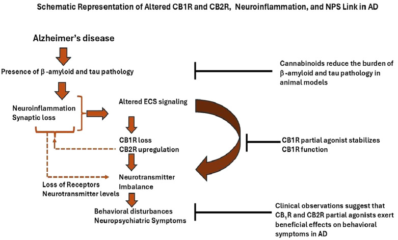 Schematic diagram illustrating the role of CB1R and CB2R alterations, neuroinflammation, and neuropsychiatric symptoms in Alzheimer's disease. Presence of beta-amyloid and tau pathology leads to neuroinflammation and synaptic loss, contributing to altered ECS signaling, CB1R loss, and CB2R upregulation. This results in neurotransmitter imbalance and behavioral disturbances. Cannabinoids reduce pathology in animal models, and CB1R partial agonists stabilize function. Clinical observations suggest CB1R and CB2R agonists benefit behavioral symptoms in Alzheimer's disease.