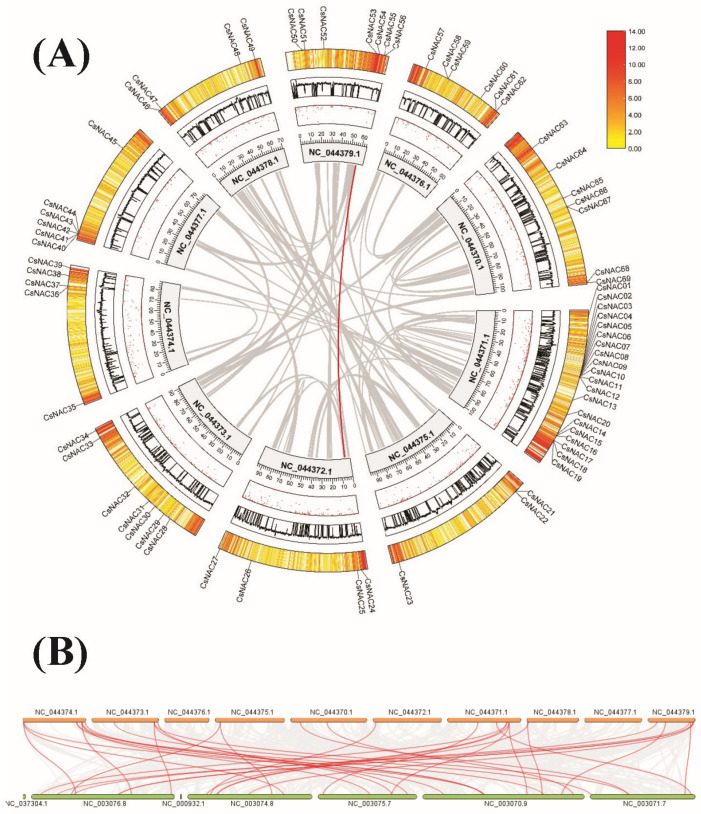 Interchromosomal relationships of CsNAC genes (A). Each plate represents Cannabis sativa chromosomes, GC content, density, and clustering heatmaps from the inside to the outside. Synteny analyses between Cannabis sativa and Arabidopsis thaliana (B). The gray lines in the background indicate collinear blocks within Cannabis sativa and Arabidopsis thaliana.