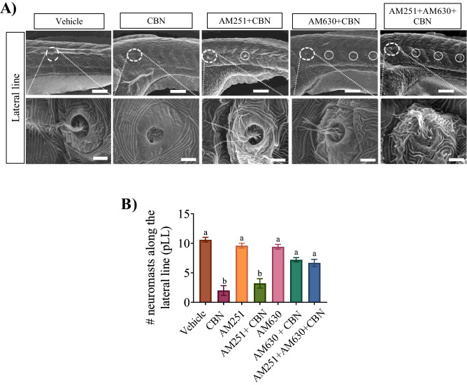 Blocking Cb1r and Cb2r activity prevents the CBN-induced changes in hair cell development along the pLL. (A) Images are taken along the pLL at ×500 magnification for 3 mg L−1 CBN (n = 5), AM251 10 nm + 3 mg L−1 CBN (n = 5), AM630 10 µm + 3 mg L−1 CBN (n = 5) and AM251 10 nm + AM630 10 µm + 3 mg L−1 CBN (n = 5). Scale bar represents 100 µm for the top row. N = 3 experiments. The bottom row shows higher magnification images of the pLL (×10,000 magnification). Scale bar represents 5 µm. (I) Bar graph showing the quantification of the percentage of the embryos that exhibited deformities in their hair cell along pLL. N = 3 experiments. Groups which share the same letter(s) of the alphabet are not statistically different from one another; p < 0.05.