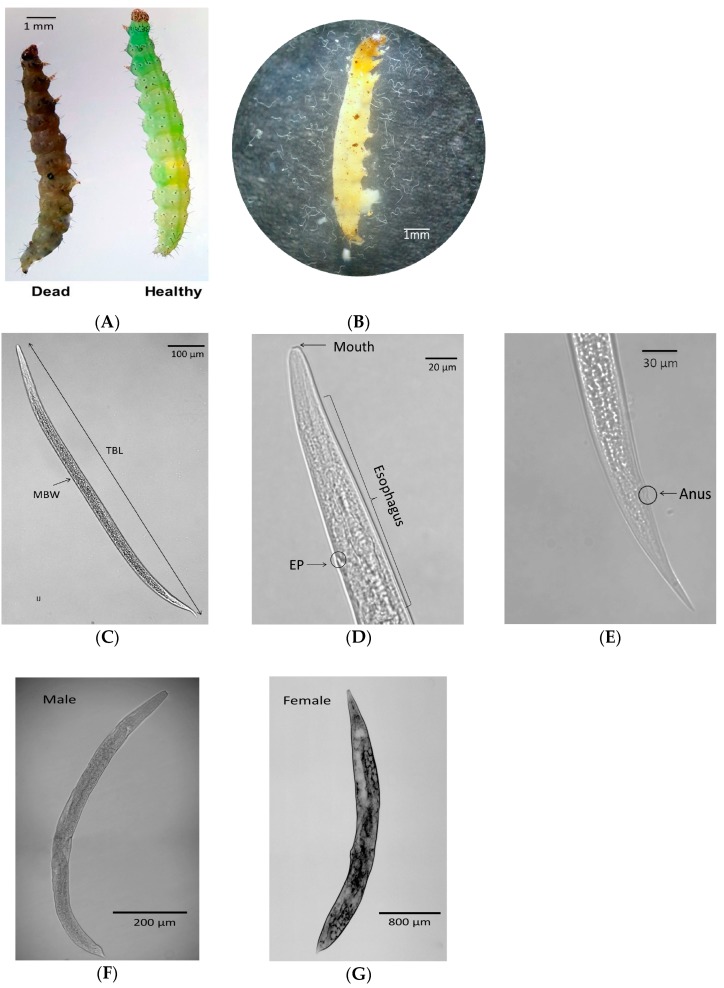 Morphological structures of S. feltiae isolate at different developmental stages. (A) Dead symptom of P. xylostella larva infected with the nematode isolate. (B) Multiplied nematodes released from the insect cadaver. (C) Whole body shape of the isolate infective juvenile (IJ). (D) IJ esophagus and excretory pore in circle. (E) IJ tail showing anus in circle. (F) Whole body of an adult male. (G) Whole body of an adult female.