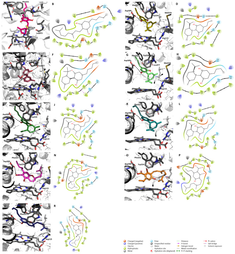 Molecular docking of the nine minor cannabinoids, CBG (A,B), CBDV (C,D), CBN (E,F), CBDB (G,H), CBDA (I,J), CBDM (K,L), CBCA (M,N), CBGVA (O,P), and CBC (Q,R), in aromatase. The images represent both 2D and 3D aromatase/cannabinoid interactions. Aromatase structure has the PDB code 3S79 and is represented in as cartoon. The main amino acid residues of the target, including Asp309, Phe221, Trp224, Arg115, Leu372, Leu477, Ser478, and Met374, as well as the heme group, are shown as gray sticks, while the cannabinoids are shown as different colorful sticks. Hydrogen bonds are represented as black dashed lines in the 3D representations and as purple arrows in the 2D maps.