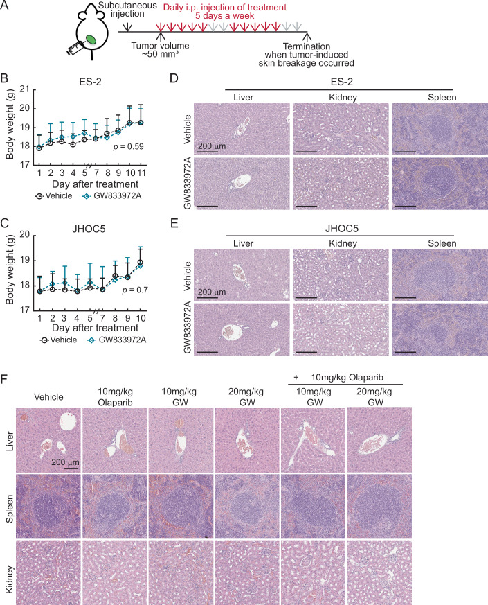 Subcutaneous xenograft models using ES-2 and JHOC5 cells.(A) Diagram of the procedure used for subcutaneous xenografts. 2 × 106 ES-2 or 5 × 106 JHOC5 cells mixed with Matrigel in a 1:1 ratio were subcutaneously injected into the lower flanks of the mouse. When tumors reached 50 mm3, mice were intraperitoneally injected with either vehicle or 10 mg/kg GW833972A daily for 5 days a week. Mice were euthanized when tumors in the control group reached a 2-cm diameter or when the tumor-induced skin breakage occurred in the vehicle control group. (B) Subcutaneous xenograft model in NUDE mice using ES-2 cells with or without 10 mg/kg GW833972A treatment. Five mice were used for each group, and data were shown as mean ± SD (n = 5). Nonlinear regression (curve fit) analysis was used to test for significant differences between the body weight curve of the vehicle control and GW833972A-treated group (P value is indicated). (C) Subcutaneous xenograft model in NUDE mice using JHOC5 cells with or without 10 mg/kg GW833972A treatment. Five mice were used for each group, and data were shown as mean ± SD (n = 5). Data formatting is as described for (B). (D) Representative images of hematoxylin and eosin (H&E) staining using liver, kidney, and spleen tissue sections from mice bearing ES-2-derived tumors. Scale bars indicate 200 µm. (E) Representative images of hematoxylin and eosin (H&E) staining using liver, kidney and spleen tissue sections from mice bearing JHOC5-derived tumors. Scale bars indicate 200 µm. (F) Representative images of hematoxylin and eosin (H&E) staining using liver, kidney, and spleen tissue sections from mice bearing ES-2 derived tumors treated with either vehicle, 10 mg/kg Olaparib, 10 mg/kg or 20 mg/kg GW833972A (GW), or GW833972A-Olaparib combination. Scale bars indicate 200 µm. Source data are available online for this figure.