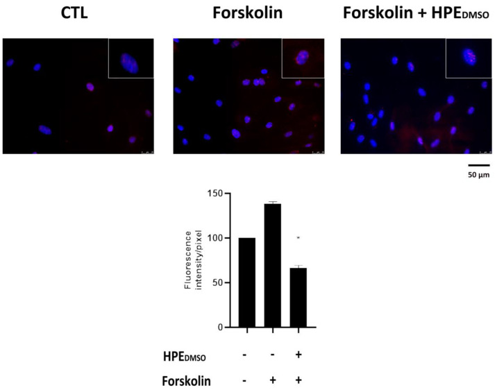 Effects of HPEDMSO extract on PKA phosphorylation after forskolin stimulation. Cells were treated with forskolin for 30 min or pre-treated with HPEDMSO for 1 h and then stimulated with forskolin for 30 min. Cells were analyzed by immunofluorescence using anti-p-PKA primary antibody and Alexa Fluor 568 (red) secondary antibody. Nuclei were stained with DAPI (original magnification 40×). The graph represents the pixel intensities in the region of interest, obtained by ImageJ. * p < 0.05 vs. CTL.