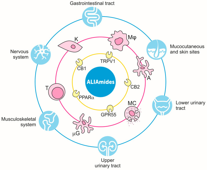 ALIAmides for animal health from a Galileian perspective. Schematic representation of the multitarget function of ALIAmides. Directly and indirectly acting through multiple cannabinoid receptors (yellow ring), PEA and related ALIAmides target different cell populations (pink ring), supporting health maintenance in a variety of body systems (light blue ring). See text for further details. A, astrocyte; CB1, cannabinoid receptor type 1; CB2, cannabinoid receptor type 2; GPR55, G-protein-coupled receptor 55; K, keratinocyte; MC, mast cell; MΦ, macrophage; μG, microglia; PPARα, peroxisome proliferator-activated receptor α; T, T cells; TRPV1, transient receptor potential vanilloid 1.