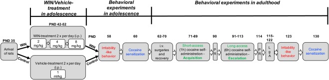 Experimental design of WIN exposure and behavioral testing during adolescence and later in adulthood. LgA, long-access; PND, postnatal day; PR, progressive-ratio schedule of reinforcement; WIN, cannabinoid receptor agonist WIN55,212-2.
