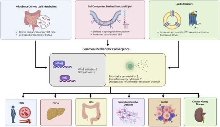 Diagram illustrating how microbiota-derived lipid metabolites, cell-component derived structural lipids, and lipid mediators converge on common mechanistic pathways involving NF-κB and Nrf2, increasing inflammation and permeability, leading to metabolic syndrome, non-alcoholic fatty liver disease, inflammatory bowel diseases, neurodegenerative diseases, cancer, and chronic kidney disease.