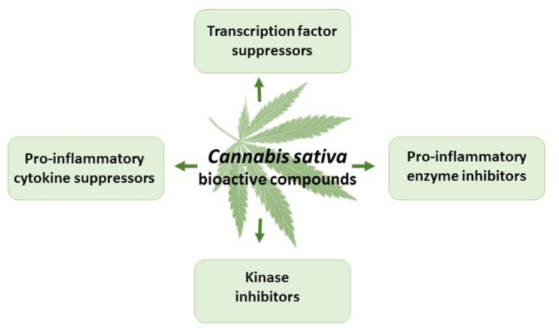 The effects of THC and CBD in inflammation.