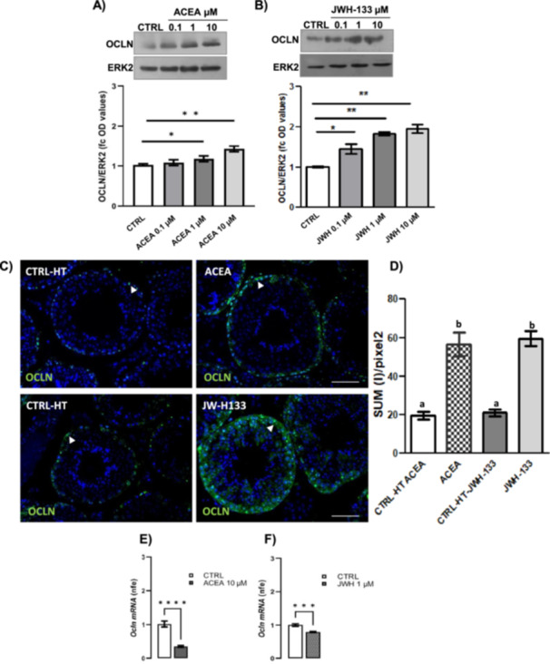 Responsiveness of OCLN expression to CB1 and CB2 receptors. Western blot analysis of OCLN in testis of HT mice in vitro treated with vehicle (CTRL), ACEA (A) or JWH‐133 (B) at different concentrations: 0.1–1–10 µM. Protein amounts were quantified by densitometry analysis, normalized against ERK1/2 signals and expressed in OD as fold change. Immunofluorescence analysis of OCLN in testis of CTRL and ACEA (10 µM) or JWH‐133 (1 µM); white arrowheads represent OCLN localization (green) in testis. Nuclei were labelled with DAPI (blue). Scale bar: 5 µm (C). Quantitative analysis of OCLN green fluorescence on supra‐basal epithelium Regions of Interest (ROI); values are expressed as Sum of Intensity/area (SUM (I)/pixel2), measured using the Nikon Imaging Analytical Software (NIS‐Elements Analysis D 4.40.00, 64 bit) (D). RTqPCR analysis of Ocln mRNA in testis of CTRL and ACEA 10 µM (E) or JWH‐133 1 µM (F). Transcript amounts were reported as normalized fold expression (nfe) relatively to Rps18 gene. All the data were reported as mean value ± S.E.M. (*p < 0.05; **p < 0.01; ***p < 0.001; ****p < 0.0001; a vs. b: p < 0.05).