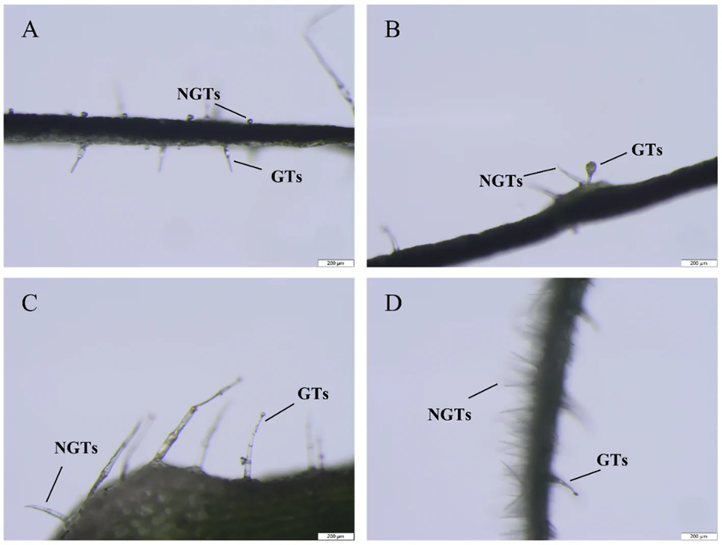 Microscope images labeled A, B, C, and D show plant surfaces with two distinct trichome types: NGTs (non-glandular trichomes) and GTs (glandular trichomes), both structures marked by arrows for identification.