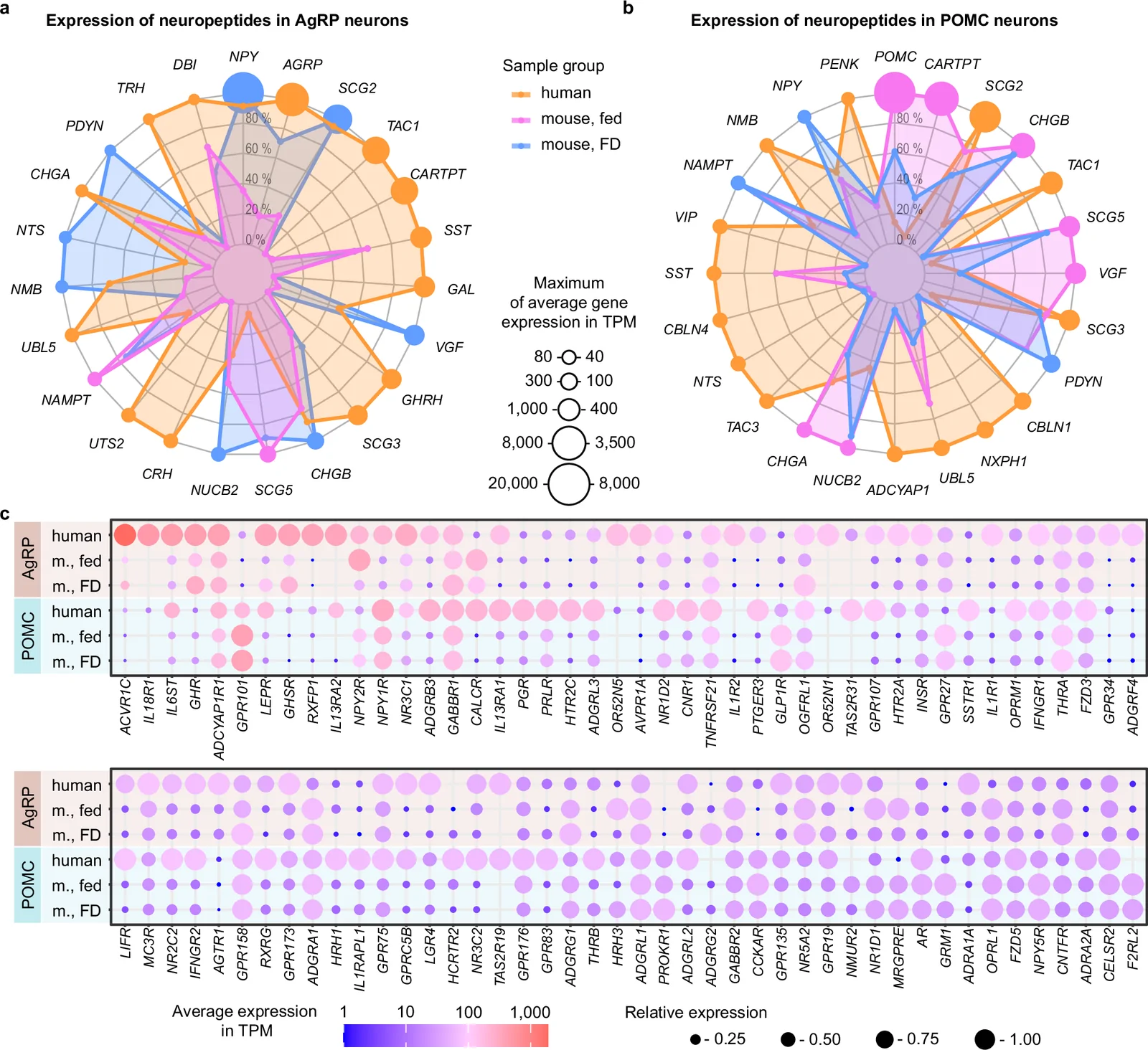 Species-specific expression patterns of neuropeptides and receptors in human and mouse AgRP and POMC neuron transcriptomes.a, b Radar charts showing neuropeptides expressed at mean TPM ≥ 40 in AgRP (a) and POMC (b) neurons in humans, and in mice from 24-h food-deprived (FD) and from ad libitum-fed states. c Bubble plots illustrating species-dependent expression of 88 receptors, compiled from the most abundant 40 receptors of each transcriptome type. For expression values in TPM, see Supplementary Data 13-15.