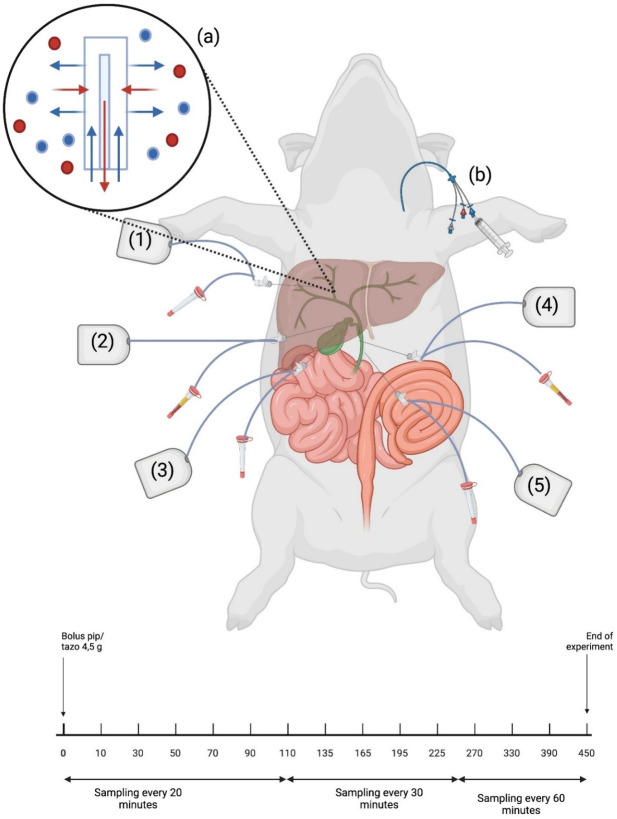 Labeled diagram depicts surgical pig model with sampling catheters in liver, bile duct wall, gallbladder wall, and bile. Inset depicts countercurrent exchange. Timeline depicts drug administration followed by interval-based sampling over 450 min.