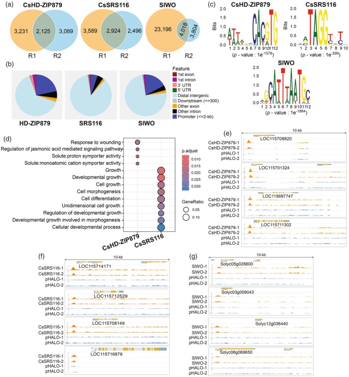 The identification and characterisation of CsHD‐ZIP879, CsSRS116 and SlWO genome‐wide binding sites using DNA affinity purification sequencing (DAP‐seq).(a) Venn diagrams showing the number of shared binding sites (50% reciprocal overlap) between two biological replicates.(b) The distribution of shared binding sites (CsHD‐ZIP879: 2125 peaks; CsSRS116: 2924 peaks; SlWO: 4018 peaks) across genomic features.(c) DNA logos of the top significantly enriched DNA binding motifs.(d) Dot plot of the significantly enriched gene ontology terms (biological process, molecular function and cellular component categories; Benjamini–Hochberg test; P‐adjusted <0.05) for genes whose promoter regions (<2 Kb upstream of the TSS) or first intron contained binding sites (only sites with a fold enrichment >4 in the DAP‐seq samples compared with the control were used).(e) DAP‐seq binding profiles of candidate CsHD‐ZIP879, (f) CsSRS116 and (g) SlWO transcription factor target genes.