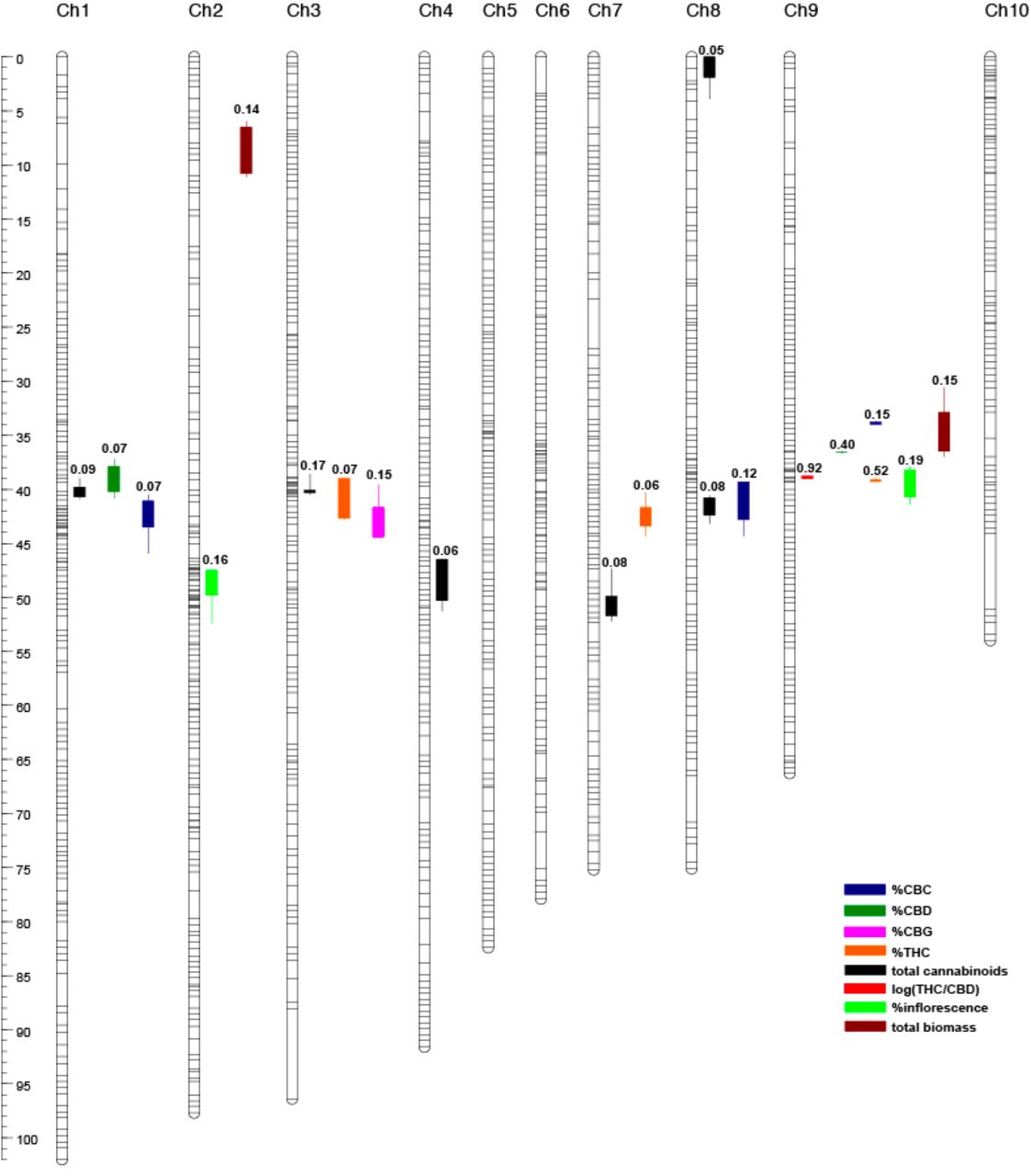 Composite genetic linkage and quantitative trait locus (QTL) map derived from a marijuana (Skunk#1) x hemp (Carmen) experimental cross.Map comprises ten linkage groups constructed from 211,106 markers segregating in 1,175 patterns from Illumina-based WGS of 96 F2 female plants integrated with 60 markers (48 AFLP, 11 microsatellite, 1 Sanger-sequence marker) scored across a subset of 62 F2 female plants (5). Segregation patterns represented as horizontal hash marks on linkage group bars. Quantitative trait loci (QTL) for ten phenotypes detected by composite interval mapping (P < 0.05; 1000 permutations) scored over 96 F2 plants indicated as vertical bar and whisker (1-LOD and 2-LOD intervals, respectively) plots to the right of corresponding linkage groups. Partial R2 for additive and dominance effects indicated above QTL plots. Genetic distance (centimorgans) scale bar to left of panel.
