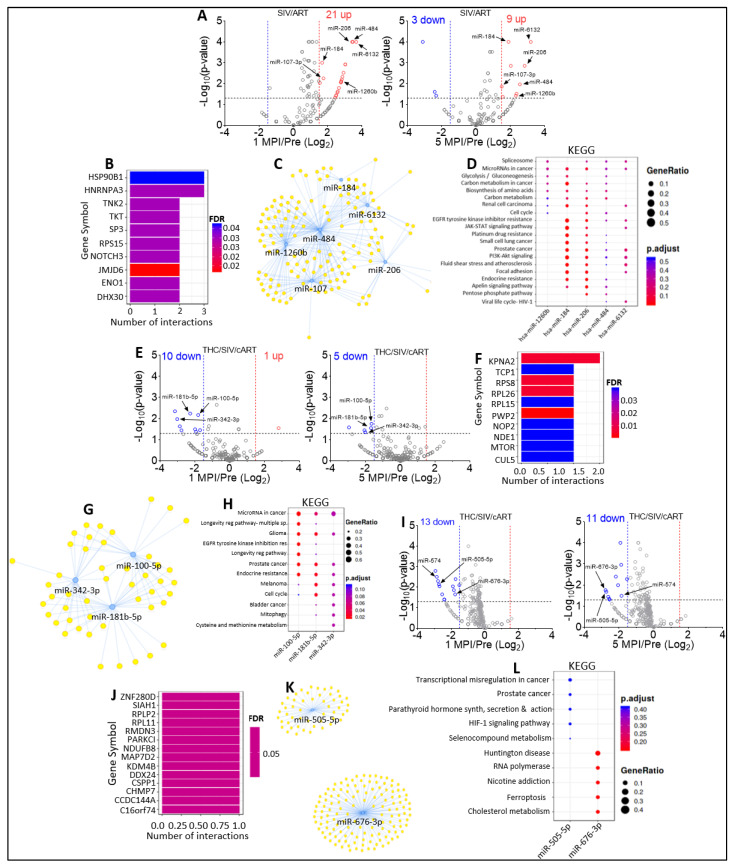 Identification of differentially and longitudinally altered EV − and EC − associated miRNAs of SIV-infected cART and/or THC treated RMs: (A) Volcano plot showing down-(blue) regulated and up-(red) regulated miRNAs in SIV/ART EVs at 1 MPI (left) and at 5 MPI (right). Black arrows indicate longitudinally upregulated miRNAs. (B) miRNA-target enrichment analysis showing top target genes by number of interactions for the longitudinally upregulated EV-associated miRNAs in panel A. (C) Visualization of miRNA-target interaction network for the longitudinally upregulated EV-associated miRNAs in panel A. The blue circles represent the miRNAs, while the target genes are represented by the yellow circles. Pathways are represented by blue lines. (D) Dot plot of functional enrichment analysis for the longitudinally upregulated EV-associated miRNAs in panel A. Color of dots represent adjusted p-values (FDR) and size of dots represents gene ratio (number of miRNA targets found enriched in each category/number of total genes associated to that category). (E) Volcano plot showing down-(blue) regulated and up-(red) regulated miRNAs in THC/SIV/ART EVs at 1 MPI (left) and at 5 MPI (right). Black arrows indicate longitudinally THC/ART-downregulated miRNAs. (F) miRNA-target enrichment analysis showing top target genes by number of interactions for the longitudinally downregulated EV-associated miRNAs in panel E. (G) Visualization of miRNA-target interaction network for the longitudinally downregulated EV-associated miRNAs in panel E. The blue circles represent the miRNAs, while the target genes are represented by the yellow circles. Pathways are represented by blue lines. (H) Dot plot of functional enrichment analysis for the longitudinally downregulated EV-associated miRNAs in panel E. Color of dots represent adjusted p-values (FDR) and size of dots represents gene ratio (number of miRNA targets found enriched in each category/number of total genes associated to that category. (I) Volcano plot showing down-(blue) regulated and up-(red) regulated miRNAs in THC/SIV/ART ECs at 1 MPI (left) and at 5 MPI (right). Black arrows indicate longitudinally THC/ART-downregulated miRNAs. (J) miRNA-target enrichment analysis showing top target genes by number of interactions for the longitudinally downregulated EC-associated miRNAs in panel I. (K) Visualization of miRNA-target interaction network for the longitudinally downregulated EC-associated miRNAs in panel I. The blue circles represent the miRNAs, while the target genes are represented by the yellow circles. Pathways are represented by blue lines. (L) Dot plot of functional enrichment analysis for the longitudinally downregulated EC-associated miRNAs in panel I. Color of dots represent adjusted p-values (FDR) and size of dots represents gene ratio (number of miRNA targets found enriched in each category/number of total genes associated to that category.