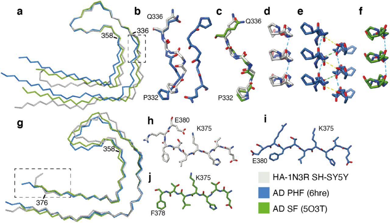 Comparison of the seeded structure and the structure of the seeds from Alzheimer’s disease.a. Overlay of main-chain traces of the seeded structure (grey) and the PHF (blue) and SF (green) from Alzheimer’s disease (AD), aligned on the tip of the C-shaped fold (residues 336-358). b-f. Detailed views of the 332PGGGQ336 motif with the same colours as in panel a. Intra-protofilament hydrogen bonds are shown with blue dashed lines and inter-protofilament hydrogen bonds with yellow and green dashed lines. Panels b and c are top views of the comparison between the seeded structure and the PHF and SF, respectively. Panels d-f are side views of the seeded structure, the PHF and the SF, respectively. g. Overlay of main chain traces of the seeded structure, the PHF and the SF, aligned on the ends of the C-shaped fold (residues 358-376). h-j. Detailed views of the C-terminal part of the ordered cores of the seeded structure, the PHF and the SF, respectively.