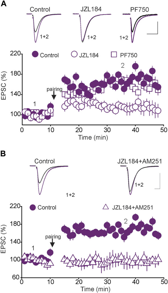 The blockade of tLTP by tonic 2-AG signaling is not mediated by CB1Rs. (A) Inhibition of MAGL, but not FAAH abolishes the tLTP. Lower graph is a summary of the tLTP obtained in control DRn slices (; n = 9), and in slices incubated with JZL 184 (1 µM; ; n = 9) or PF 750 (3 µM; ; n = 9). Upper panel illustrates superimposed eEPSC traces taken before pairing and during tLTP. (B) Blockade of CB1Rs does not rescue the tLTP in DRn slices treated with the MAGL inhibitor JZL184 (1 µM). Lower graph is a summary of the tLTP obtained in control slices (; n = 9) and in slices treated with JZL184 + AM 251 (3 µM, ; n = 9). Upper panel illustrates superimposed eEPSC traces taken before and during the tLTP. Calibration bars: 100 pA, 5 ms.
