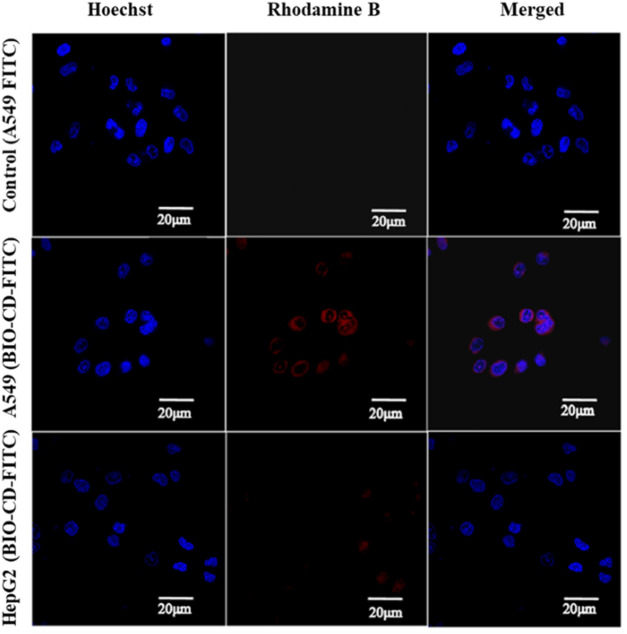 Targeted delivery of a model drug Rhodamine B using BIO-CD in HeLa cells and A549 cell models, showing the selective binding capability of BIO-CD to cells with biotin receptors.