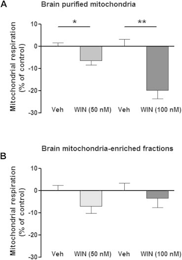 Effect of WIN55,212-2 on mitochondrial ADP-stimulated respiration in brain purified mitochondria and mitochondria-enriched fractions. (A) WIN55,212-2 dose-dependently decreases mitochondrial respiration in purified brain mitochondria, whereas (B) brain mitochondria-enriched fractions are insensitive to WIN. Data are expressed as mean ± S.E.M. *p < 0.05, p < 0.01, according to unpaired T test.
