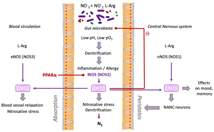 The main sources of nitric oxide and its metabolism in the gut.