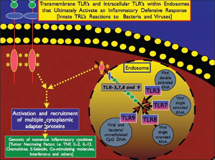 Illustration of intracellular TLRs found on the membrane of endosomes, which play a major role in neutralizing viruses I within the cell itself
