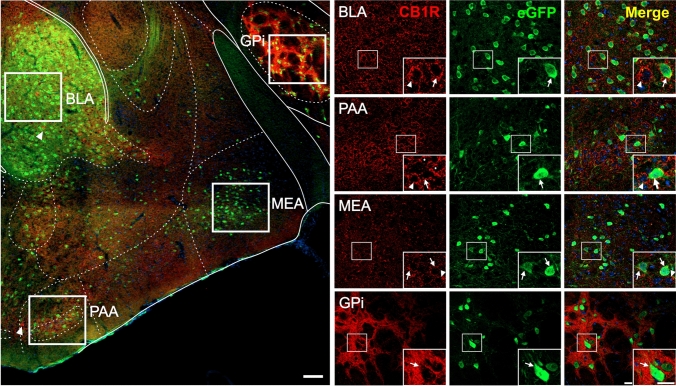CB1R+ and eGFP+ signals in the amygdala of GHSR-eGFP mice. Representative microphotograph of brain coronal section of GHSR-eGFP mice subjected to double fluorescent immunostaining against CB1R (red) and eGFP (green) showing basolateral amigdalar nucleus (BLA), piriform amygdalar área (PAA), medial amygdalar nucleus (MEA) and globus pallidus, internal segment (GPi). Cell nuclei were labeled with Hoechst (blue). Insets show high magnification images of the area marked in the low magnification image. Arrows mark cells showing double eGFP+ and CB1R+ signals. Asterisks indicate CB1R+ signal with a dense meshwork-like pattern. Arrowheads point at intensely stained CB1R+ cell bodies that lack eGFP+ signal. Scale bars: 100 µm (low magnification image) and 20 µm (high magnification images)