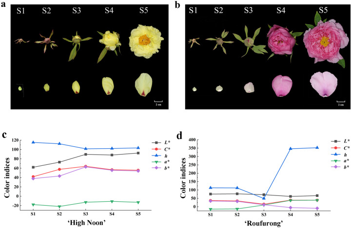 Floral phenotypes and color indices of tree peony cultivars “High Noon” and “Roufurong” at five different blooming stages.a Floral phenotype of “High Noon”. b Floral phenotype of “Roufurong”. c Color indices of “High Noon”. d Color indices of “Roufurong”. S1: Stage 1, unpigmented tight bud; S2: Stage 2, slightly pigmented soft bud; S3: Stage 3, initially opened flower; S4: Stage 4, half opened flower; S5: Stage 5, fully opened and pigmented flower with exposed anthers. L* represents the brightness; the color becomes brighter as the value increases. C* represents chroma; the color saturation increases as the value rises. h represents the hue angle, defined as follows: 0° (360°) for purple–red, 90° for yellow, 180° for blue–green, and 270° for blue69. a* and b* represent the redness and yellowness, respectively
