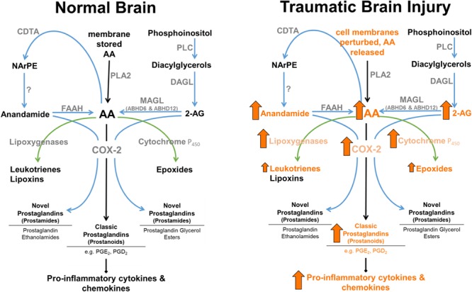 Enzymatic regulation of anandamide and 2-AG in normal brain, and following TBI. 2-AG levels are approximately 1,000-fold higher than anandamide levels in brain. MAGL plays a rate-limited role in the production of AA in brain, lung, and liver (Nomura et al., 2008). Arrows represent known TBI-induced changes in eCBs, catabolic and downstream enzymes, and their metabolic products (arrow size has no relation to magnitude of change).