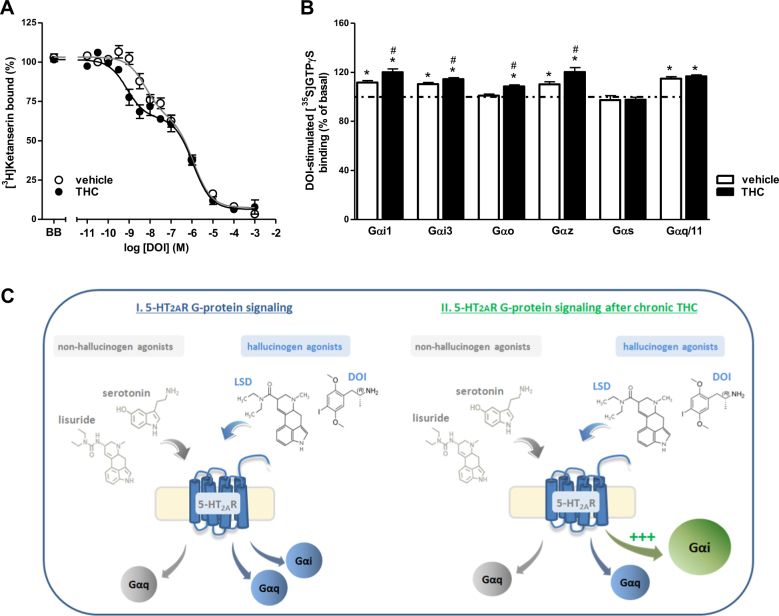 Chronic THC promotes 5-HT2AR signaling through inhibitory G-proteins. a Competition curve of [3H]ketanserin specific binding (2 nM) by (±)-DOI in brain membranes of vehicle- and THC-treated mice (pool of n = 8 each group). In both cases, data were best fit to a biphasic compared to monophasic displacement curve (F-test, p < 0.0001, for both curves). (±)-DOI showed supersensitivity for the high-affinity subpopulation of 5-HT2AR (**p < 0.01) (see Supplementary Table 2 for details) after chronic THC. b (±)-DOI (10 μM) induced Gαi1-, Gαi3-, Gαz-, and Gαq/11-protein activation (*p < 0.05 vs. basal) in brain cortical membranes of vehicle-treated mice (pool of n = 8 each group). Chronic THC elicited a supersensitivity for (±)-DOI-induced Gαi1-, Gαi3-, Gαo-, and Gαz protein activation (#p < 0.05 vs. vehicle). Points and bars represent mean ± SEM of 4–6 different experiments carried out in triplicate. c Suggested model of the 5-HT2AR signaling modulation after chronic THC