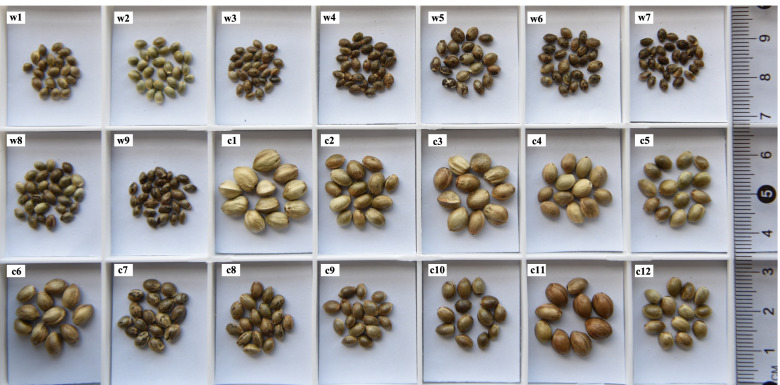 Morphology of seeds of 21 accessions collected across China. Sample identification: w, wild cannabis; c, cultivated cannabis
