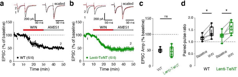 Presynaptic CB1R function is not disrupted by lentiviral TeNT expression.a, b, WIN-induced corticostriatal LTD in GFP- (a) and GFP + (TeNT-expressing) (b) SPNs. c, d, Summary of EPSC amplitudes (c) (GFP-: n = 6 cells / 4 mice, 50.36 ± 2.59%; GFP+: n = 6 cells / 4 mice, 46.73 ± 7.16%; p = 0.818) and of PPRs (d) in GFP- (baseline: 1.17 ± 0.05; post-WIN: 1.40 ± 0.10; p = 0.031) and GFP + SPNs (baseline: 1.25 ± 0.08; post-WIN: 1.56 ± 0.11; p = 0.031). Data are mean ± SEM. (c, d) Box plots are depicted as mean (center), first/third quartile (lower/upper box limits), and minima/maxima (bottom/top whiskers). Statistical significance was assessed by two-sided tests, including Mann-Whitney tests (c) and Wilcoxon signed tests (d) (* p < 0.05; n.s. non-significant). Source data
