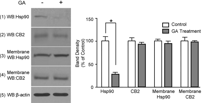 The effect of geldanamycin on the interaction between Hsp90 and the CB2 receptor in trabecular meshwork cells. Intact trabecular meshwork (TM) cells were treated with 10 μM geldanamycin (GA) for 2 h. Membranes were prepared and subjected to coimmunoprecipitation with the anti-CB2 antibody. Then, the samples were immunoblotted with the anti-Hsp90 and anti-CB2 antibodies. The experiment was repeated three times, with similar results as shown in the bar graph. Treatment of TM cells with geldanamycin significantly inhibited the Hsp90 that was coimmunoprecipated by the anti-CB2 antibody.