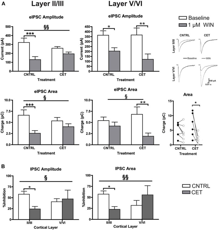 CB1-mediated inhibition of GABAergic synapses on layer II/III PNs is blunted following CET. (A) The effect of WIN on evoked GABAA IPSCs recorded from layer II/III and layer V/VI PNs in control and CET cultures (N = 6–13). White bars represent baseline measures and gray bars represent IPSCs recorded following a 10 min application of WIN (1 μM). The traces to the right are representative examples from each of the four groups. Traces in black are baseline, and the superimposed gray traces are from the same neurons in the presence of WIN. (B) The percent inhibition of IPSCs by WIN in layer II/III and layer V/VI neurons from CET and control cultures. White bars represent control treated cultures and gray bars represent data from CET cultures. Right panel shows eIPSC area for individual neurons before (closed circles) and after (open circles) exposure to WIN. All data shown are mean ± s.e.m. Significant interactions are denoted by section signs (§) and significant post-hoc tests are indicated by asterisks (*). For all symbols conferring statistical significance: single symbol p < 0.05, double symbol p < 0.01, triple symbol p < 0.001.