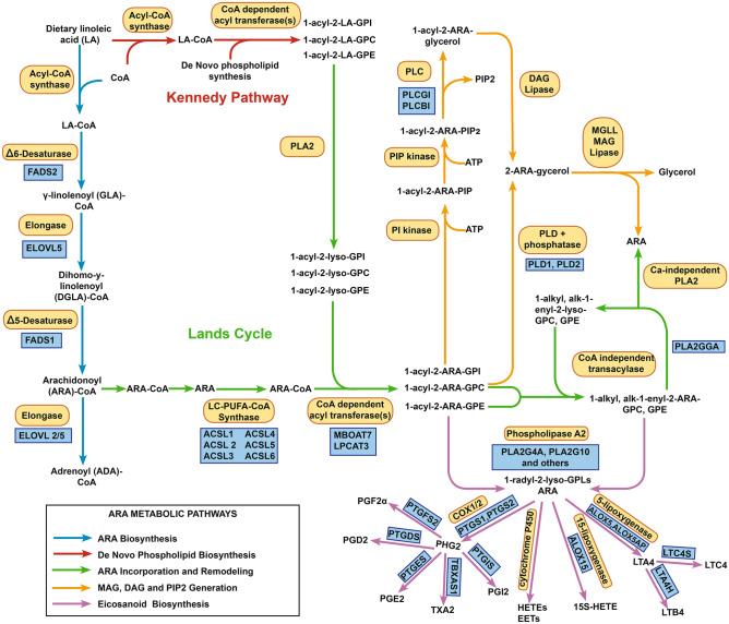 Biosynthesis and Metabolism of n-6 PUFAs and LC-PUFAs. The arrows in the metabolic pathway is depicted in four colors: blue—biochemical steps responsible for the conversion of LA-CoA to ARA-CoA and ADA-CoA; red—biochemical steps in the Kennedy pathway; green—biochemical steps in the Lands cycle and ARA remodeling into 1-alkyl and 1-alk-1-enyl linked phospholipids; orange—phospholipase C- and phospholipase D- and diglyceride lipase-induced steps leading to PIP2 and 2-ARA-glycerol; purple—phospholipase A2-induced steps leading to eicosanoid biosynthesis.