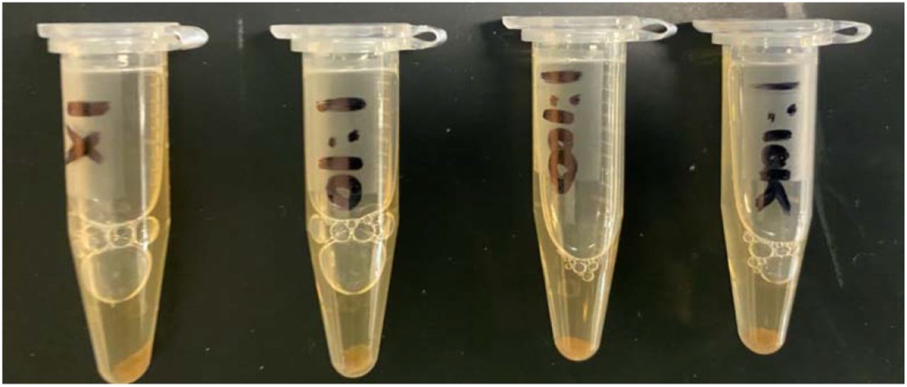Eppendorf tubes after centrifugation shows visible signs of trichome pellets. The supernatant should contain lysed viral RNA.