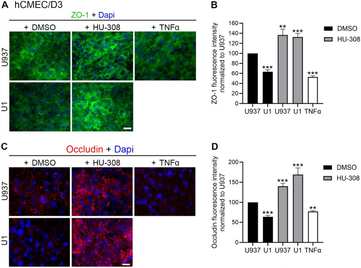 Effect of CB2R agonist HU-308 on the tight junction proteins ZO-1 and Occludin in BBB systems containing hCMEC/D3.Tight junction proteins were measured on hCMEC/D3 in multicellular BBB systems containing hCMEC/D3 endothelial cells, 24 hrs following the addition of control U937 conditioned medium or U1 latent HIV-conditioned medium, in presence of 0.1 % DMSO, 1 μM HU-308 or 10 ng/ml of TNFα (positive control for perturbation of the endothelial cell monolayer integrity). A) Representative images of ZO-1 expression (green) detected using immunohistochemistry on hCMEC/D3 endothelial cells in multicellular BBB cultures, and Dapi nuclear staining (blue) detected using immunohistochemistry. Scale bar = 10 μm. B) Quantification of ZO-1 fluorescence intensity by ImageJ/Fiji (NIH), normalized by area and to U937 control conditioned medium. Data are expressed as mean of 3 independent experiments in triplicate ± SEM.**p<0.01, ***p<0.001 compared to U937 untreated controls. C) Representative images of Occludin expression (red) and Dapi nuclear staining (blue) detected using immunohistochemistry on hCMEC/D3 endothelial cells in multicellular BBB cultures. D) Quantification of Occludin fluorescence intensity measured in ImageJ/Fiji (NIH), normalized by area and to U937 conditioned media as control. Data are expressed as mean of 3 independent experiments in triplicate ± SEM.**p<0.01, ***p<0.001 compared to U937 untreated controls.