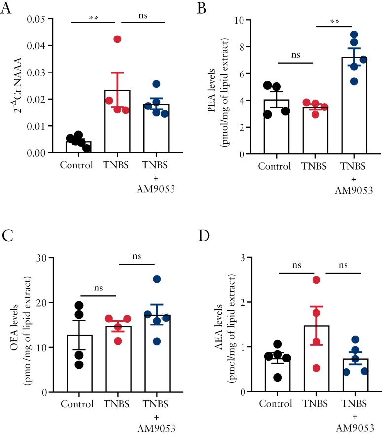 Acylethanolamide (AE) signaling analysis in fibrotic mice. (A) AE degradative enzyme NAAA gene expression evaluated by RT-qPCR in intestinal specimens of control mice, 2,4,6-trinitrobenzensulfonic acid (TNBS)-treated mice, and TNBS-treated mice with NAAA inhibitor AM9053 (20 mg/kg/i.p.). Results are calculated using the 2-ΔCt formula. Error bars represent mean ± SEM of n = 4-5 mice per experimental group. **p ≤ 0.01 as calculated by 1-way analysis of variance (ANOVA) followed by Dunnett’s post hoc test; n.s., not significant. (B-D) Endogenous-level measurements of AEs: palmitoylethanolamide (PEA) (B), oleoylethanolamide (OEA) (C), and anandamide (AEA) (D), in colon samples of control mice, TNBS-treated mice, and TNBS-treated mice with NAAA inhibitor AM9053 evaluated by LC-APCI-MS analysis. The levels of AEs are reported as pmol/mg of lipid extract. Error bars represent mean ± SEM of n = 4-5 mice per experimental group. **p ≤ 0.01 as calculated by 1-way ANOVA followed by Dunnett’s post hoc test; n.s., not significant.