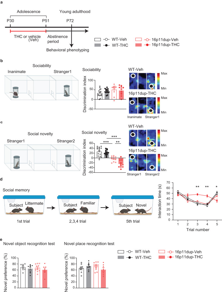Social novelty recognition and memory deficits synergistically produced by adolescent THC treatment and 16p11dup.a Schematic diagram of the adolescent THC treatment protocol. b (Left) Schematic diagram of the three-chamber social interaction test for sociability. (Middle) Sociability phenotypes in WT and 16p11dup mice with adolescent THC or vehicle (Veh) treatment as indicated by discrimination index ([Stranger 1 − Inanimate mice sniffing time]/[Stranger 1 + Inanimate mice sniffing time] × 100 (%)). (Right) Representative heat maps depict movements of the WT-Veh mice vs. 16p11dup-THC mice. c (Left) Schematic diagram of the three-chamber social interaction test for social novelty preference. (Middle) Preference of social novelty in WT and 16p11dup mice with adolescent THC or Veh treatment as indicated by discrimination index ([Stranger 2 − Stranger 1 sniffing time]/[Stranger 2 + Stranger 1 sniffing time] × 100 (%)). (Right) Representative heat maps depict movements of the WT-Veh vs. 16p11dup-THC mice. d (Left) Schematic diagram of the 5-trial social memory test. (Right) Interaction time of WT and 16p11dup mice receiving adolescent THC or Veh treatment with an ovariectomized female mouse. b–d WT-Veh (n = 17 mice), WT-THC (n = 15 mice), 16p11dup-Veh (n = 11 mice), and 16p11dup-THC (n = 11 mice). e (Left) Preference of novel object in novel object recognition test (NORT) in WT and 16p11dup mice with adolescent THC or Veh treatment. (Right) Preference of novel place in novel place recognition test (NPRT) in WT and 16p11dup mice with adolescent THC or Veh treatment. e WT-Veh (n = 8 mice), WT-THC (n = 8 mice), 16p11dup-Veh (n = 11 mice), 16p11dup-THC (n = 7 mice). ***p < 0.001, **p < 0.01, *p < 0.05 (c p values are WT-Veh versus 16p11dup-Veh: p < 0.0001, WT-THC versus 16p11dup-THC: p < 0.0001, 16p11dup-Veh versus 16p11dup-THC: p = 0.0074, d THC × 16p11dup interaction for Trial 3 [F1,50 = 11.98, p = 0.0011], THC × 16p11dup interaction for Trial 4 [F1,50 = 9.226, p = 0.0038], THC × 16p11dup interaction for Trial 5 [F1,50 = 4.095, p = 0.0484]), determined by two-way ANOVA with post hoc Tukey test. Each symbol represents one animal. Data are presented as the mean ± s.e.m.