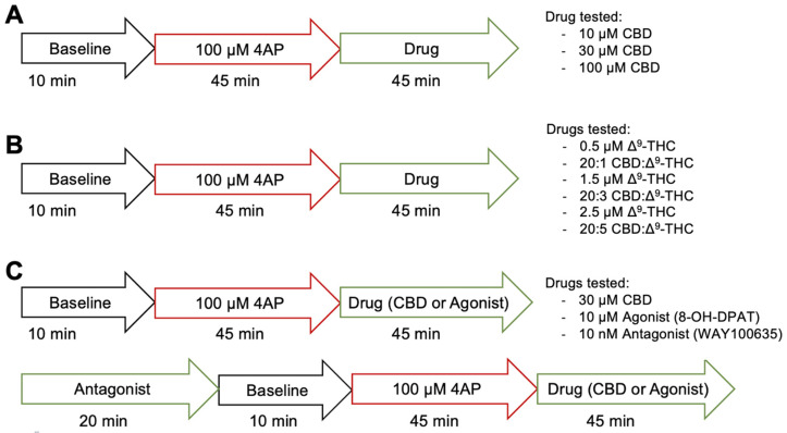Illustrative protocol of electrophysiological experimentation. (A) Protocol of aim #1, assessing the anticonvulsant effects of 10, 30, or 100 µM CBD. (B) Protocol of aim #2, assessing the anticonvulsant effect of 0.5, 1.5, or 2.5 µM Δ9-THC alone or the combination of 20:1, 20:3, or 20:5 CBD:Δ9-THC. (C) Protocol of aim #3, assessing the role of 5-HT1A receptors in CBD’s mechanism of action using 10 µM 8-OH-DPAT, a 5-HT1A receptor agonist and 10 nM WAY100635, a 5HT1A receptor antagonist.